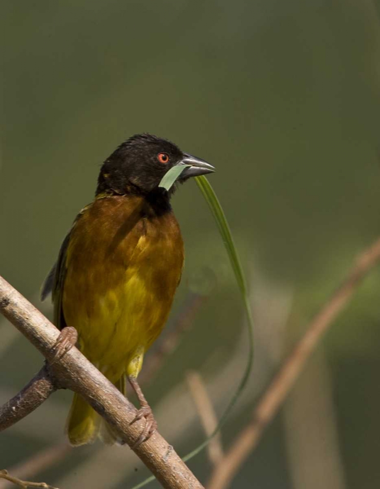 Kenya Brown-capped weaver bird and nest material